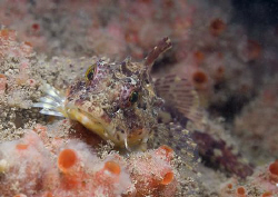 Long spined scorpion fish. North Wales. D200, 60mm. by Derek Haslam 